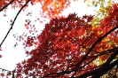 Kleines Gässchen in Kyôto; Shûgakuinrikyû; Momiji_2