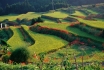 Rice Terrace, Saga