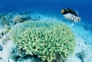 Okinawa_Unter_Wasser
