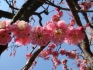 Japan-2