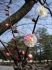 Anfang der Kirchbluete, Kyoto_1