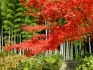 Arashiyama_1