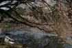 Sakura im Shinjuku Koen_1