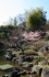 Kamakura - Hase-dera_1