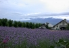 Hokkaido_Lavendel_1