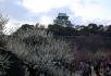 Plum_Garden_1