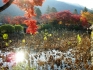 Tenryu-Ji Lotusblumen-Teich_1