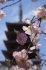 Visit Japan_1
