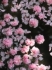 Kyoto_1