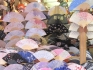 Japanische Impressionen _1