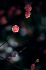 Plum Blossom_1