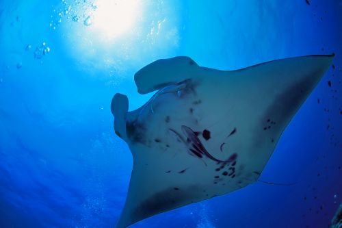 Der Ishigaki-Manta