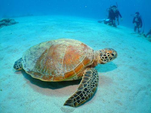 Eine Meeresschildkröte im Meer Okinawas