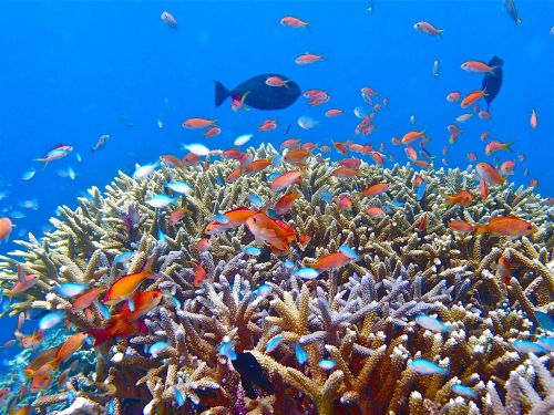 Tropische Fische schwimmen durch Korallenriffe.