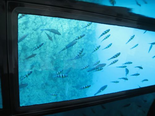 Blick ins Meer vom Glasboot