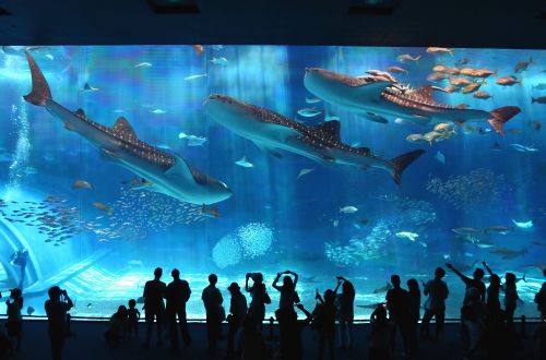 Erfahren Sie das Meer Okinawas im Churaumi Aquarium.