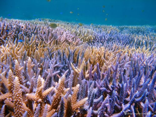 Das Meer von Okinawa wird von Korallen geschützt.