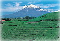 Shizuoka