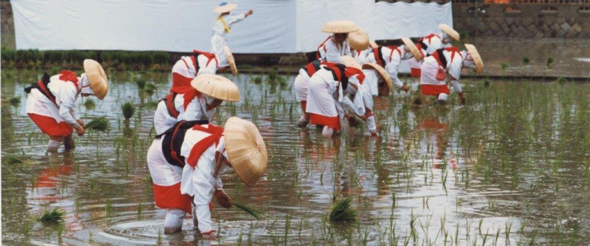 Otaue Festival (Reis setzen) 